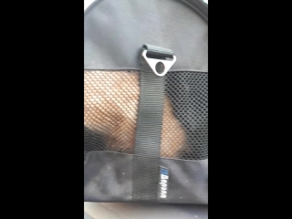 free котята прибыли на место назначения в город к новым хозяевам hd