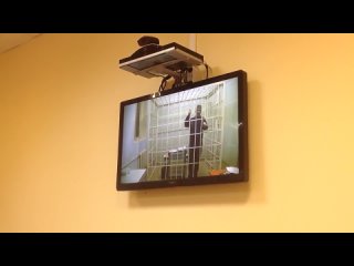 free как фальсифицируют дело майора матвеева просьба распространить это видео hd