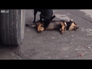 free собачки ебуться шок порно зоофилися мясо драка дом2 дота варкрафт фочан двач секс трах жопа сиськи хуй черная hd