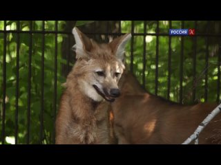 free диалоги о молодые новосибирский зоопарк 14 я серия 2021 hd