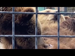 free верблюжонок и мама в теплом домике а медвежонок пьет молоко hd