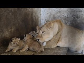 free нежное видео львица лола и ее очаровательные львята lioness lola and her adorable lion cubs hd