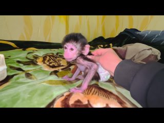 free массаж ножек маленькому гамадрилёнку люсе малышка терпит 8 мая 2022 hd