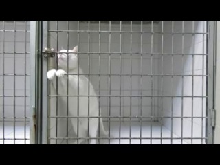 free побег хитрого коте из клетки приколы с девушками жесть ржака порно сиськи член жопа this is хорошо100500 машина hd