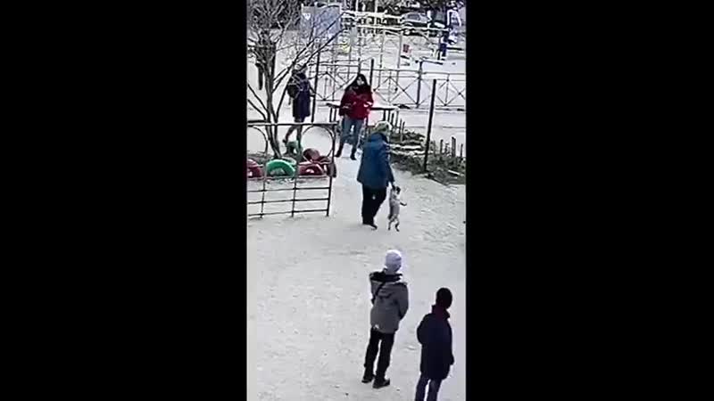 free свинюха брызнула пацану перцовым баллончиком в лицо чтобы выгнать его hd