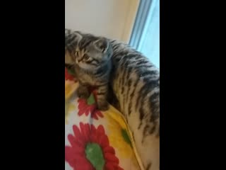 free алиса передает приветик своей мамочке наталье кошечка в резерве hd