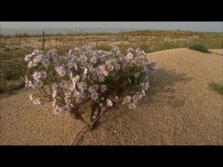 free дикая природа россии приморье таежный край серия 2 hd