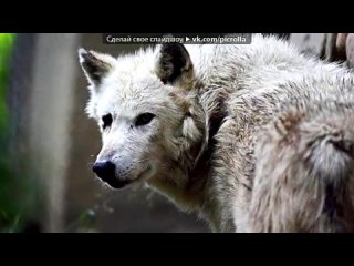 free со стены волк одиночка под музыку любэ лунадушевная песня про волков picrolla hd