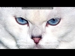 free котята на продажу под музыку мяу ты мой миленький хорошенький мой котик picrolla hd