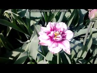 free с моей стены под музыку саро варданян я так хочу тебя любить picrolla hd