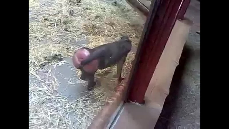 free обезьяна фистингуетклассная вычурная насмотрелась на улицезверимолодыеsex в мире секс18 hd