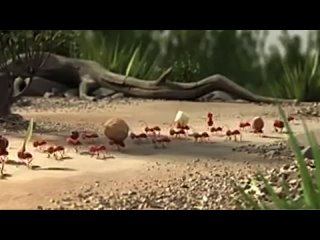 free pixar animation studios муравьиная история мульт пиксар немецкая реклама сплотченность молодые hd