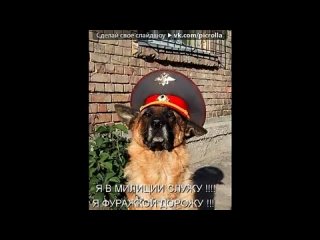 free основной альбом под музыку косенков александр ко мне мухтар дай лапу ост возвращение мухтара 2 picrolla hd