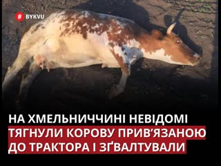 free тянули привязанной к трактору и молодые в хмельницкой области неизвестные поиздевались над коровой hd