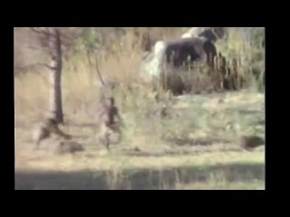 free интересные видео у меня на странице вдв суицид смешное call of duty stalker юмор веселое ржачное приколы майдан hd