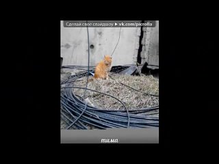 free котята под музыку молодые песни из мультфильмов больше песен с текстом в club16365000 песенка о лете picrolla hd