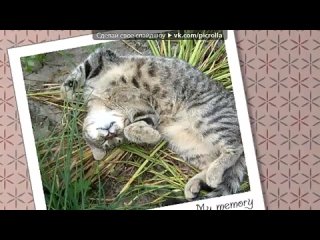 free с моей стены под музыку мимими ми секси онли мими picrolla hd