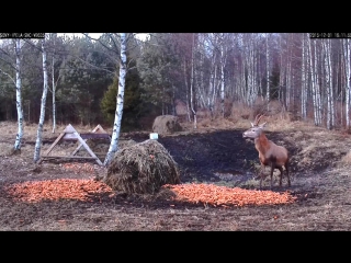 free эстония благородный олень любит молодую морковь потому и зрение отличное red dee likes young carrots hd