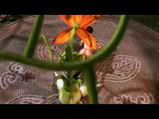 free 3d порно повзрослевшая принцесса the princess has come of age порно мультфильм 3d порно 3d порно лесбиянки растение hd