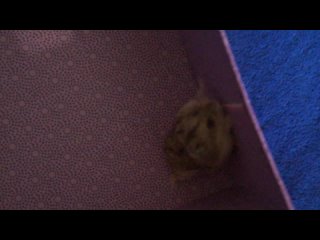 free моя любимая хомячка печенька hd