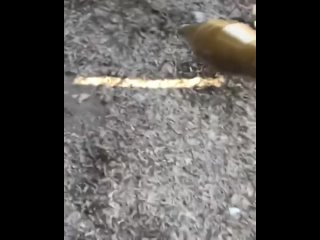 free со школы сразу на войну русские вы дибилы ваша нация обречена как там можно hd