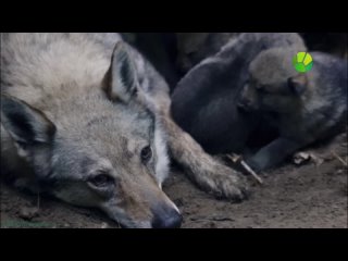 free bbc снежный волк зимняя сказка познавательный природа молодые флора фауна 2018 hd