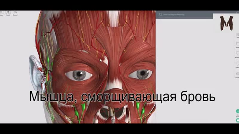 free мимические мышцы лица полезно для косметологов массажистов студентам медикам hd