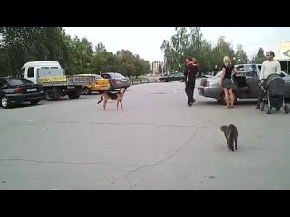 free правый котэ против шаипрямое сопротивлениеакция у маркета hd
