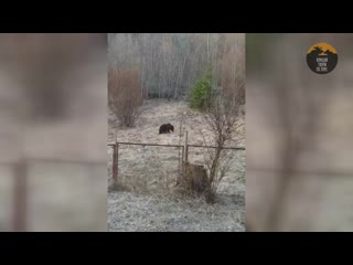 free молодой медведь мирно гуляет под окнами в ленобласти hd