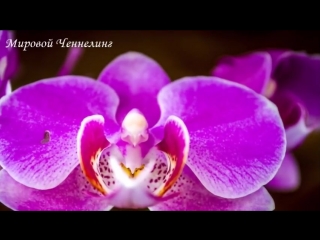 free им так хотелось любить ченнелинг hd