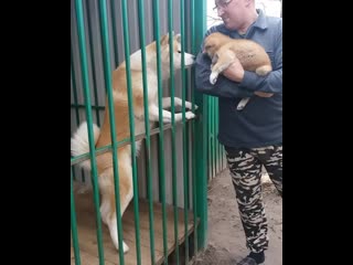 free амико знакомится со своей младшей сестричкой девочка хоши продается hd