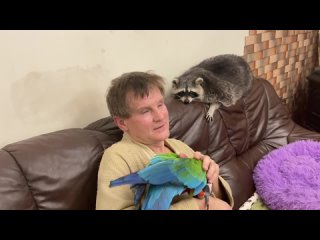 free любовь енота и попугая к папе безгранична love of a raccoon and a parrot for hd