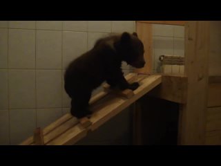 free сеня очень недовольна что ее разбудили hd