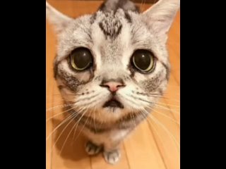 free удивительно как ты сам нахуй дышишь без аппарата ебаного который тебе помогает хуесос саня кинг hd