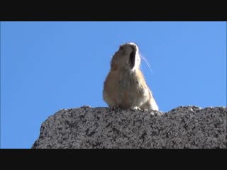 free пробы маленького зверька на роль фредди меркьюри богемская рапсодия прикол 720p mp4 hd