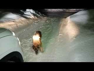 free гера так увлеклась что не хотела уступить дорогу машине hd