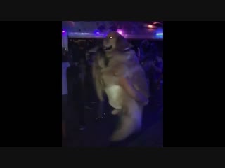 free девушка танцует в обнимку с хорошим мальчиком в клубе зажигает с молодые на дискотеке hd