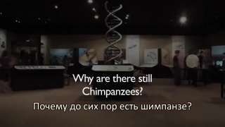 free eсли мы произошли от обезьян то почему сейчас есть обезьяны hd