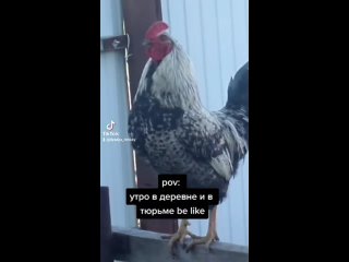 free утро в деревне и в тюрьме начинается с крика петуха hd