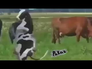 free я кручу тебя волчком молочко в твоё очко hd