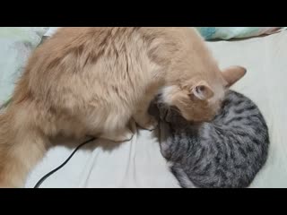 free котики ленивые прежде чем лечь рядом тётка алешер его купает hd
