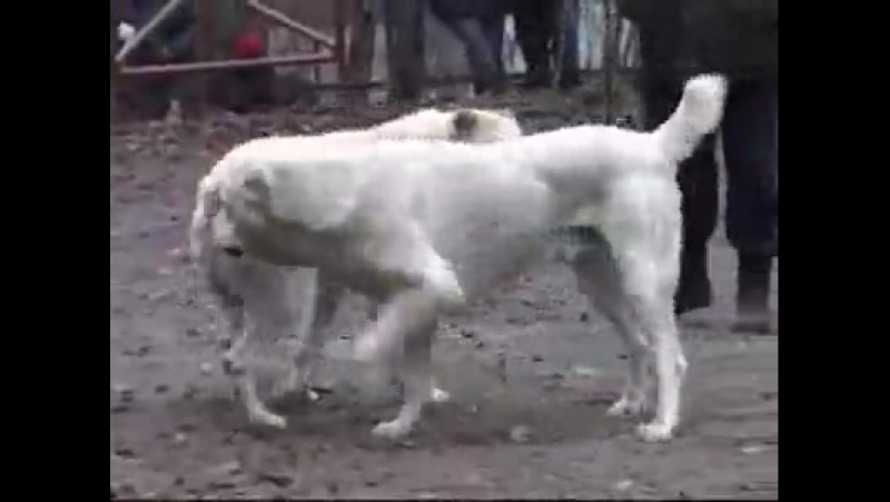 free бойцовые молодые гомосеки знакомства для геев hd