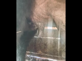 free есть у нас одна интересная парочка мать и сын корова кормит телёнка исключительно в станке причём сама утром и hd