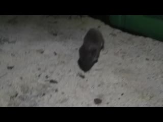 free ласка пришла к рыбакам покушать октябрь 2020 hd