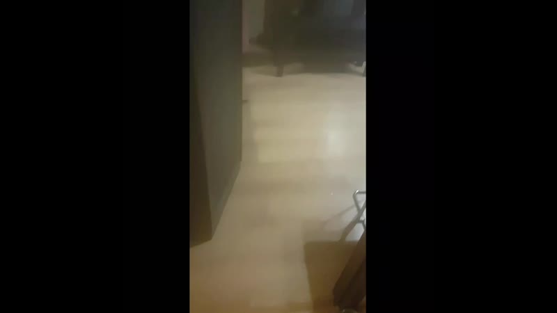 free не выдержала за кота отца очень отругала да мне очень жалко они плачут у отца 0 жалостиа у меня есть н hd