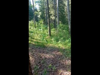 free сейчас мой отрезок жизни похож на лес полный загадок hd