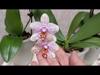 free пераое цветение моих сюрпризов азиатские молодые hd
