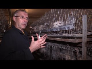 free разведение цесарок получение спермы у самца искусственное осеменение цесарок обучающее видео hd