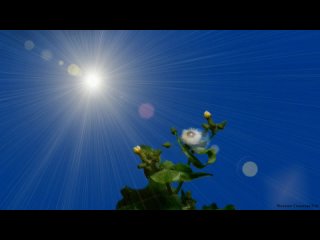 free подари мне солнцемой монтаж ролика и я пою песенку эту чудесную hd