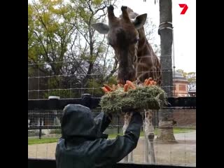 free миром правит любовь жирафа кимья отметила свое 18 летие сочными моркоами в зоопарке аделаиды австралия hd